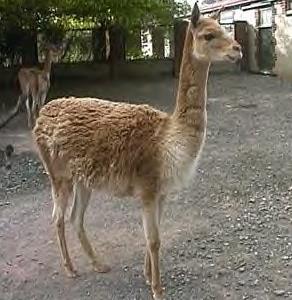 vicuna