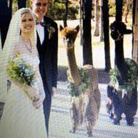 wedding alpacas